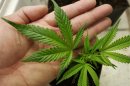 File photograph of a marijuana starter plant for sale at Canna Pi medical marijuana dispensary in Seattle