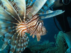 Sharks No Match for Invasive Lionfish