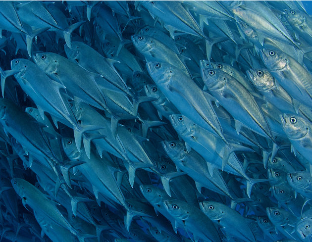 صور مذهلة لأسماك تعشق التصوير 5-CATERS-Diver-Takes-A-School-Photo-06-jpg_215019