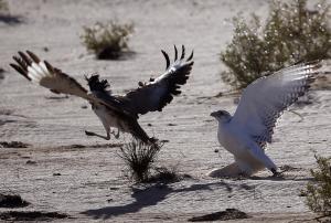 A falcon (R) tries to catch a houbara bustard during&nbsp;&hellip;