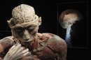 A plastinated human body exhibit is seen during a media viewing for the exhibition "The Human Body" in Ostend