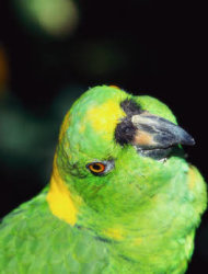 A New York sparisce pappagallo che canta opera: proprietario disperato