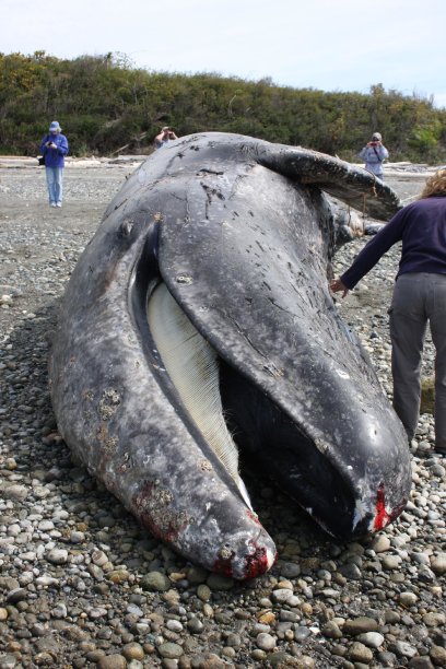 This photo provided by Cascadia Research, biologists and volunteers examine a dead gray whale on April 23, 2012 at Camano Island, Wash.  The initial exam found no trauma or obvious cause of death. The whale had swallowed some debris, including a golf ball, but it wasnít enough to kill the 37-foot male. The garbage was minimal and not the cause of death, which remains under investigation with tissue tests, said spokesman Brian Gorman. It's common for whales to pick up debris near urban areas because they are filter feeders. There were no signs of trauma or entanglement on the whale, he said. (AP Photo/Cascadia Research)