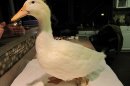 Disabled duck getting 3-D printed foot