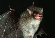 This handout picture from WWF shows one of three new Murina bat species discovered in Bac Huong Hoa Nature Reserve, central Vietnam. From the devilish-looking bats to a frog that sings like a bird, scientists have identified 126 new species in the Greater Mekong area, the WWF said in a report detailing discoveries in 2011