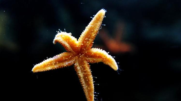 Starfish have been mysteriously dying by the millions in recent months along the US west coast, worrying biologists who say the sea creatures are key to the marine ecosystem