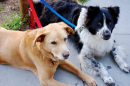 Dining Unleashed: California Has Legalized Outdoor Dining with Dogs