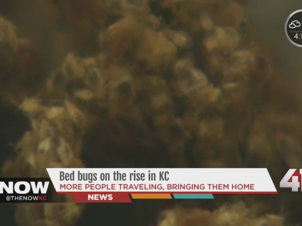 The Now KC: Bed bugs on the rise in KC | Watch the video - Yahoo News