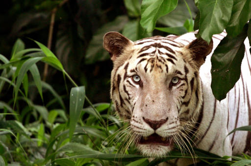 Τίγρης επιτέθηκε σε εργαζόμενη σε ζωολογικό κήπο