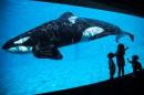 Young children get a close-up view of an Orca killer whale during a visit to SeaWorld in San Diego, California