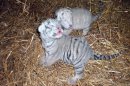Nacen dos crías de tigre blanco en el Zoo de Guillena (Sevilla)