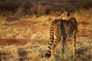 A cheetah walks at The Cheetah Conservation Fund center in Otjiwarongo, Namibia, on August 13, 2013