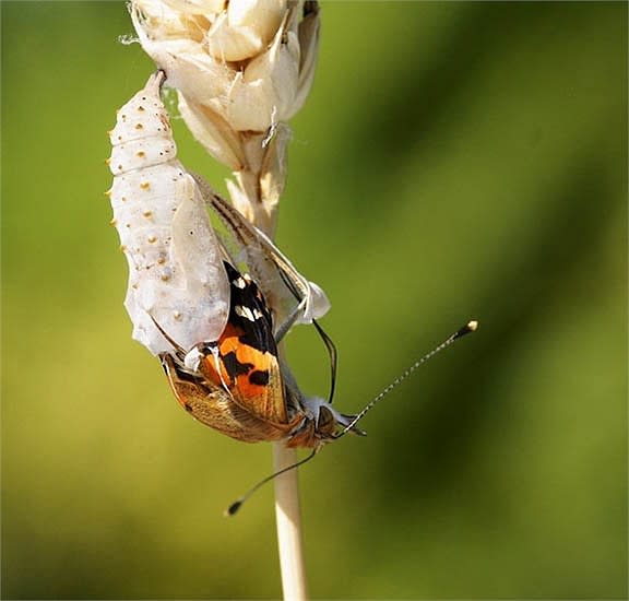 Cận cảnh quá trình lột xác của loài bướm đẹp nhất thế giới côn trùng