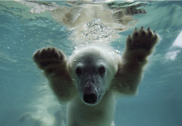 Anori, the polar   bear cub, …