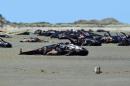 Farewell Spit in New Zealand has witnessed at least nine mass strandings of pilot whale's species in the past decade, although the latest is by far the largest