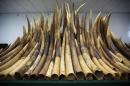 Ivory tusks are displayed after the official start of the destruction of confiscated ivory in Hong Kong