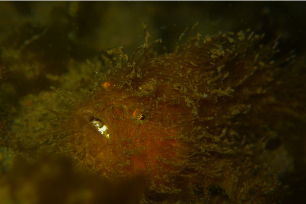 This little fella is a very dirty Hairy Frogfish. Why dirty? Well, there's a lot of algae stuck to its hairy body.
