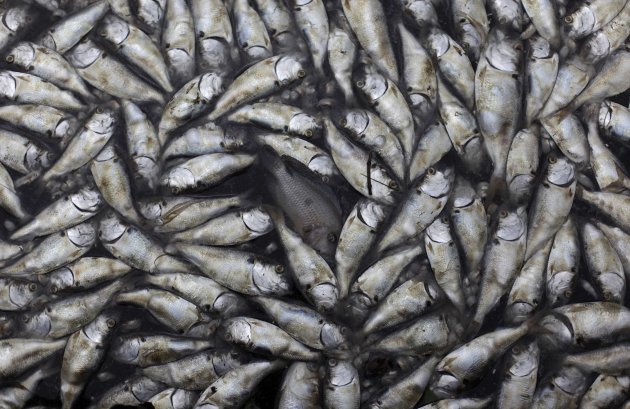 مرگ هزاران ماهی در تالابی در ریودو ژانیرو(برزیل).جندی شاپور البرز