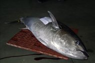 Ejemplar de atún rojo de 200 kilos. EFE/Archivo