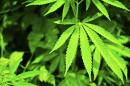 Now I Get It: Legalizing marijuana