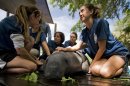 Ward, Anger, Edmonds, Poole and Di Jenno comfort a rescued manatee as it is treated with anitbiotics at Tampa's Lowry Park Zoo in Tampa, Florida