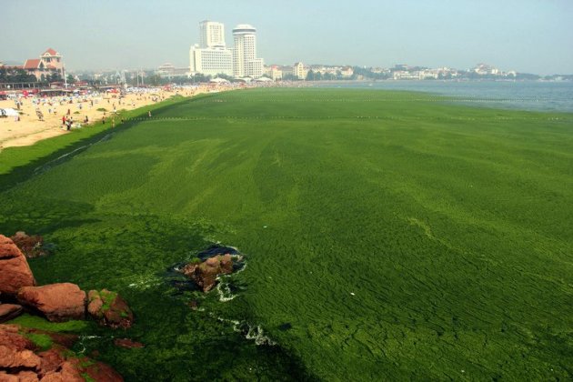 An algae covered public beach in Qingdao, northeast Shandong province, on July 4, 2013