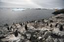 Gentoo penguins are pictured on the shore of Vernadsky Research Base, a Ukrainian Antarctic Station at Marina Point on Galindez Island, Antarctica