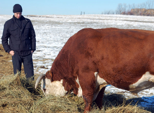 In this Nov. 15, 2012 photo Viktor Kapinus inspects a Hereford bull on the Helbling Hereford Ranch near Mandan, N.D. The 21-year-old was one of several young Kazahk cattlemen who toured North Dakota ranches and got cattle-tending tips from veteran cowboys. (AP Photo/James MacPherson)