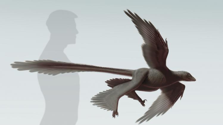 NHM handout shows an artist's rendering of the newly discovered feathered dinosaur, Changyuraptor yangi