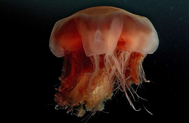 Une méduse Aurelia aurita de l'Atlantique. Elle a un gros corps mais des tentacules assez courts et est donc peu urticante., SIPA