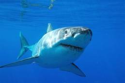 Απίστευτο: Καρχαρίας έσωσε ναυαγό ψαρά!