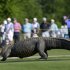 An alligator crosses the 14th fairway during the first round of the PGA Tour Zurich Classic golf tournament at TPC Louisiana in Avondale, La., on Thursday, April 25, 2013. (AP Photo/Gerald Herbert)