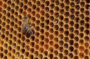 A bee sits on a honeycomb from a beehive at Vaclav Havel Airport in Prague