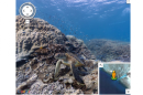 Google runs Maps victory lap, adds underwater panorama shots of coral reefs [video]
