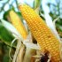 Monsanto renuncia a novos plantios de transgênicos na UE