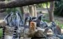 Ring-tailed lemurs enjoy a treat on a summer's day at Ramat Gan Safari near Tel Aviv