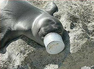 美國環團開先例  要國家訂「海洋塑膠垃圾」管制標準