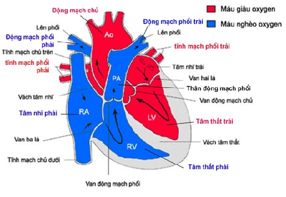 cấu tạo của trái tim 1