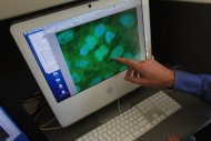 Células-tronco vistas em um computador