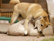 سجن كلبة كويتية لعضها كلب دبلوماسية أمريكية 2012-634889511686124891-612