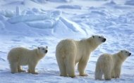Μυστηριώδης ιός πλήττει πολικές αρκούδες στην Αλάσκα