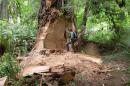 This May 21, 2013 photo provided by the National Park Service shows wildlife biologist Terry Hines standing next to a massive scar on an old growth redwood tree in the Redwood National and State Parks near Klamath, Calif., where poachers have cut off a burl to sell for decorative wood. The park recently took the unusual step of closing at night a 10-mile road through a section of the park to deter thieves. (AP Photo/Redwood National and State Parks, Laura Denn)