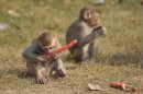 Pequeños monos macacos Rhesus en India