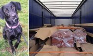 Sniffer Dog Finds Stowaways In Coffin Truck