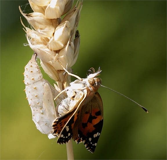Cận cảnh quá trình lột xác của loài bướm đẹp nhất thế giới côn trùng