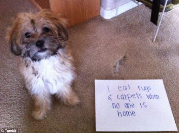 Shaming Your Dog