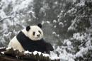 Giant panda Weiwei rests in its enclosure during snowfall at a zoo in Wuhan