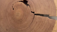 The density and width of tree rings shows how warm it was during each year's growing season, and thereby serves as a record of long-term climate trends.