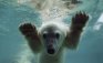Anori, the polar bear cub, swims in her enclosure at the zoo in Wuppertal