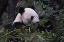 The cornerstones of the Chinese effort to bring back its pandas have included an intense effort to replant bamboo forests, which provide food and shelter for the bears